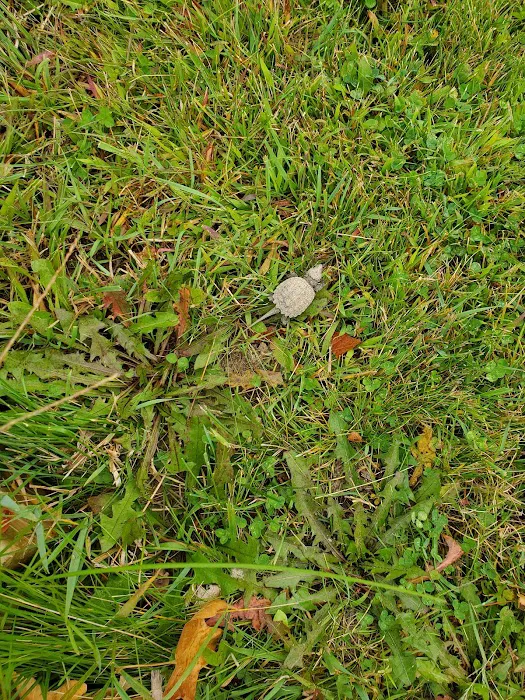 Bark Lake Park Picture 5