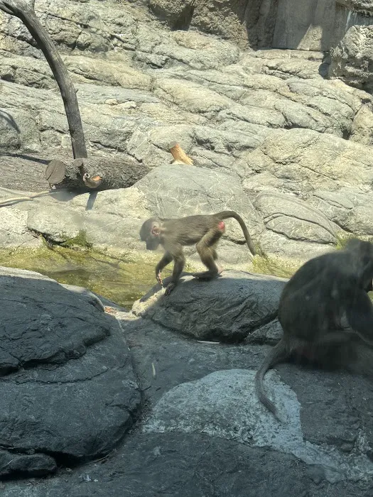 Brooklyn Zoo NY Picture 8