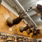 Scheels
