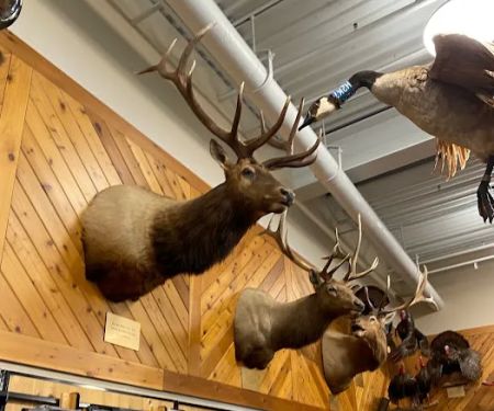 Scheels