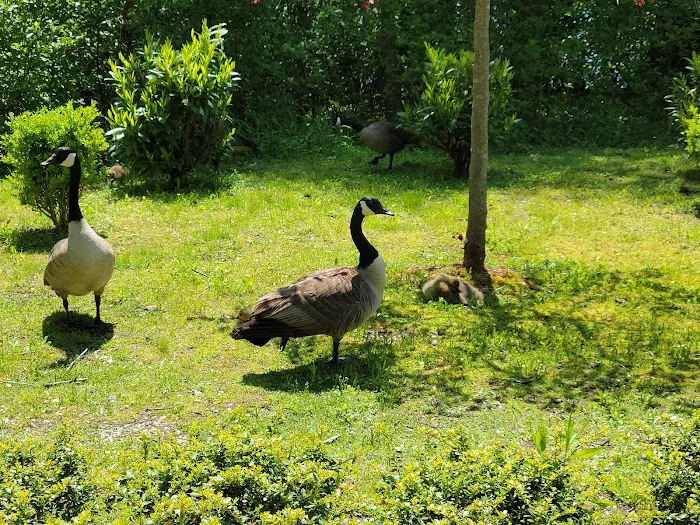 Brookwood Hall Park Picture 6