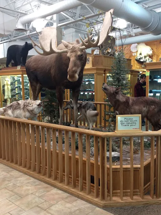 Scheels Picture 5