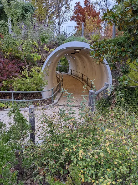Skywalk Forest Picture 4
