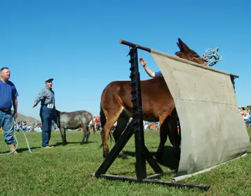 Pea Ridge Mule Jump Picture 3