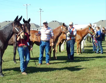 Pea Ridge Mule Jump Picture 6
