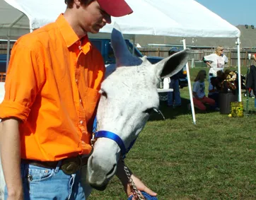Pea Ridge Mule Jump Picture 5