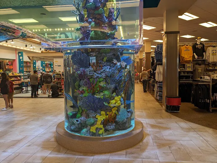 Scheels Picture 3