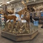 Scheels