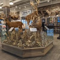 Scheels ico