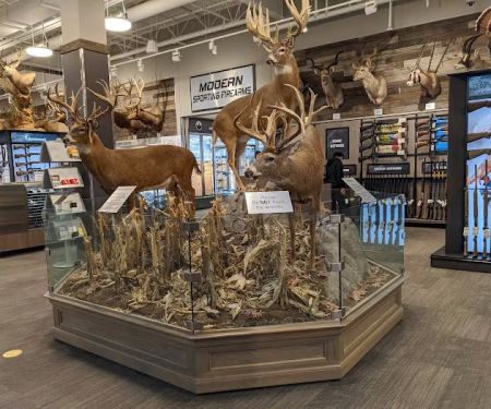 Scheels